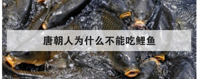 唐朝人为什么不能吃鲤鱼