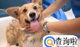 怎么给狗狗洗澡（狗狗洗澡的最佳时间段）