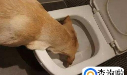 狗吃人屎对狗有没有害吗，狗吃了人屎会不会有害