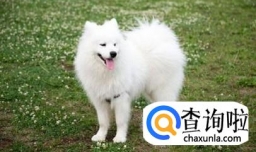 萨摩耶的毛发黄怎么办