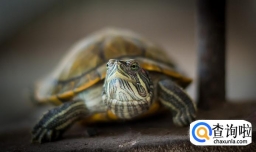 小乌龟吃什么？适合小乌龟的食物