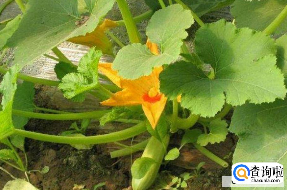 南瓜子怎么发成芽