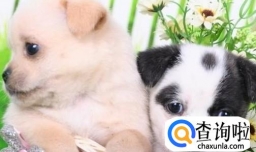 狗狗被车撞死应该怎么办？