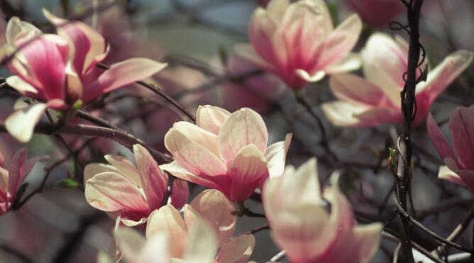 木兰花花语是什么