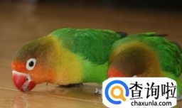 手养虎皮或牡丹鹦鹉怎么相处可以尽快上手？