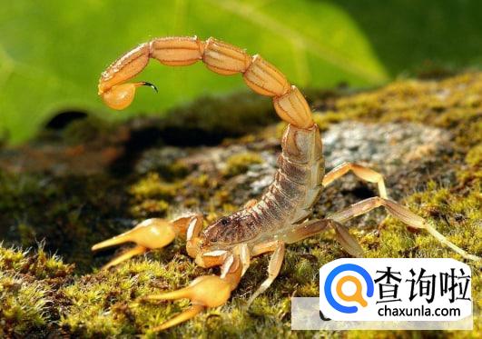 蝎子可以吃吗