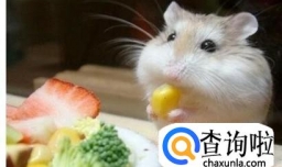 怎样饲养仓鼠---如何选择垫料