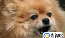 狗狗总是爱乱叫怎么办