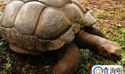 关于饲养宠物陆龟的八个注意事项