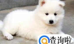 萨摩耶与银狐犬的外形区别