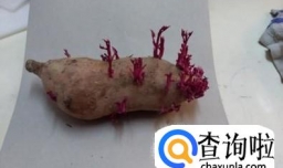 红薯的家庭育苗方法