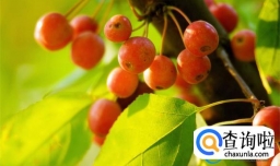 吃海棠果有什么好处
