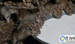 甲类传染病有哪些种类