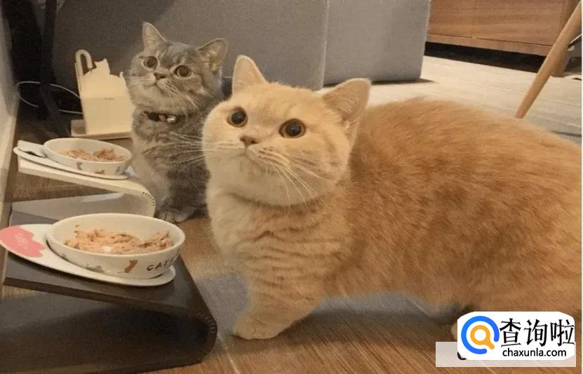 短脚猫好养吗？短脚猫价格!