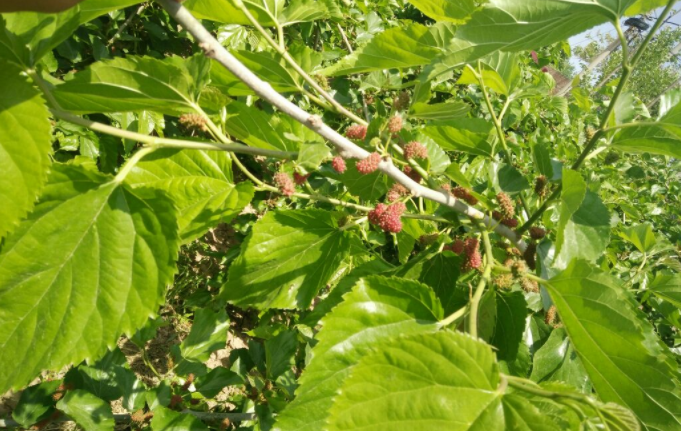 桑叶茶的功效与作用