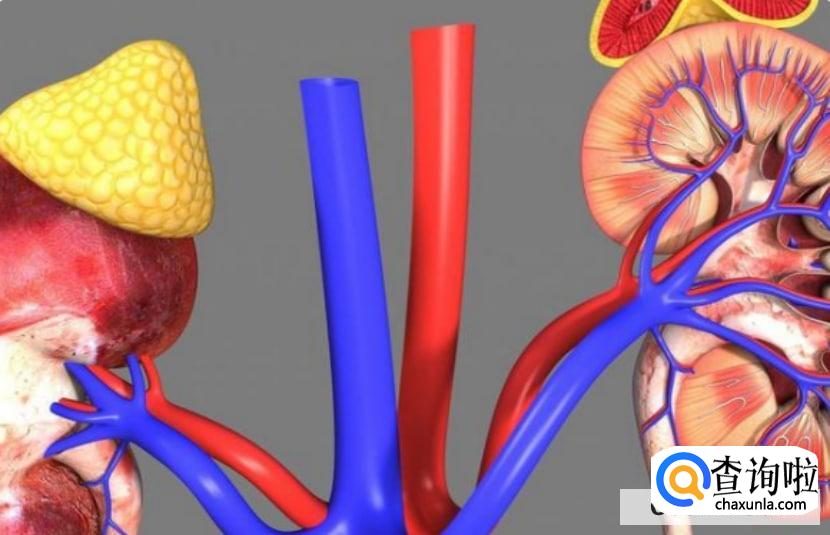 日常生活如何做到补肾