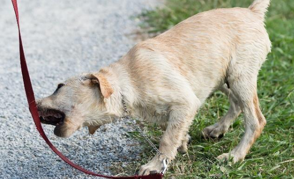 被狗咬了怎么办