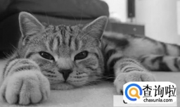 猫咪抑郁症治愈方法