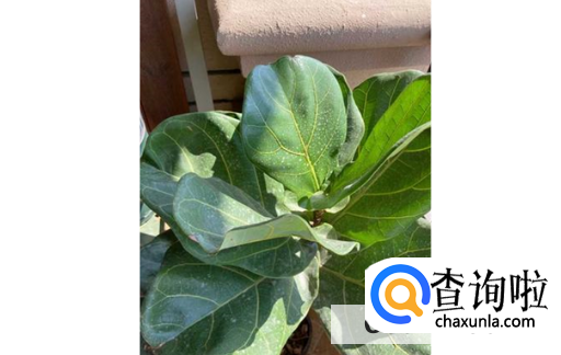 琴叶榕常掉叶子是什么原因