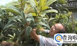 枇杷树怎样修剪