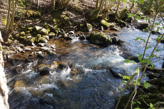 小石潭记原文及翻译