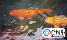 锦鲤怎么养才不容易死