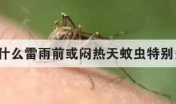 为什么雷雨前或闷热天蚊虫特别多