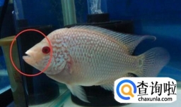 怎样区别珍珠罗汉鱼与金花罗汉鱼