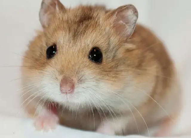 仓鼠的品种有哪些区别？