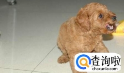 狗狗拉肚子带血怎么治 狗狗拉稀带血吃什么药