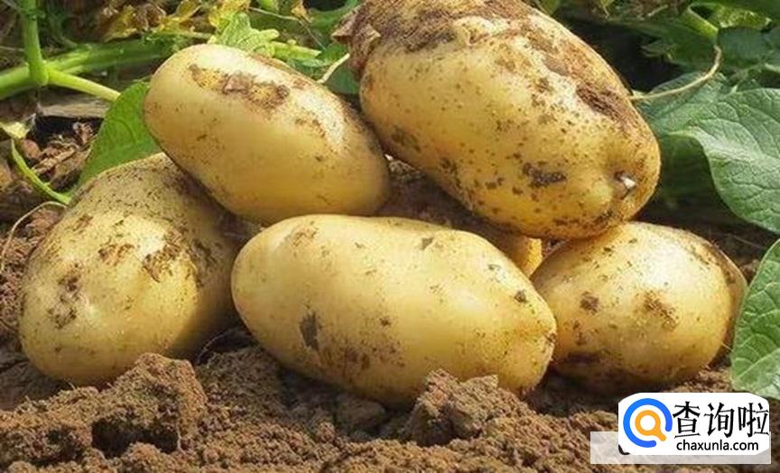 哪些蔬菜含有较高的蛋白质