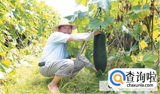 冬瓜怎么修剪才能结瓜更多呢