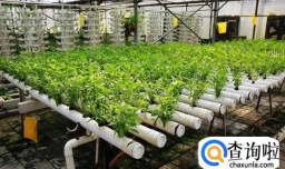 花卉无土栽培的优点有哪些？