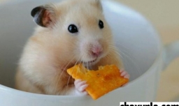 仓鼠太胖了怎么办