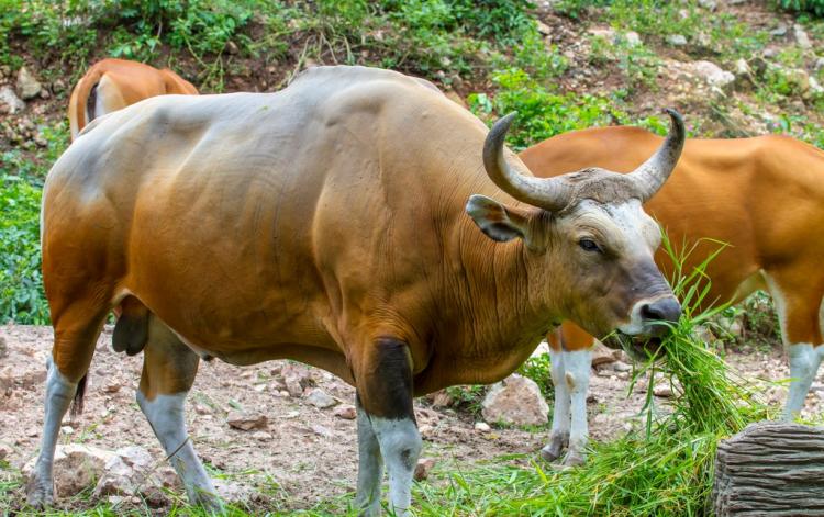见得青草一路跑的生肖