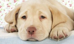 刚买的狗怎么适应新环境？幼犬到新家呕吐怎么办