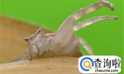 教你如何挑选肥美的梭子蟹