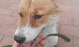 怎样分辨品种狗和土狗