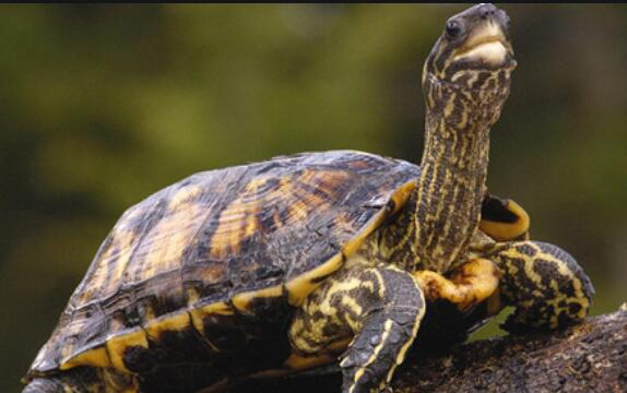 乌龟吃什么食物