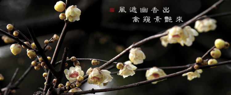 为有暗香来出自哪里