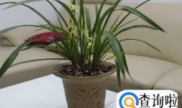 兰花叶子枯萎了怎么办