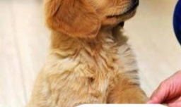 训练狗握手、站、坐、趴基本动作