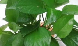 绿萝多久浇水一次