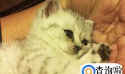 养猫的好处和坏处