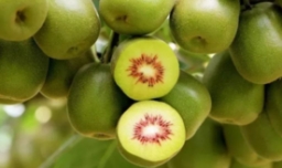 降血压十大水果有哪些？