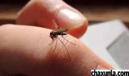 蚊子特别多的处理方式