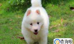 萨摩耶配种一次多少钱，如何知道萨摩耶发情期