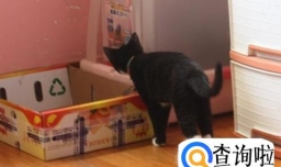 如何训练猫大小便