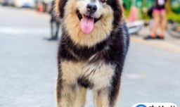 阿拉斯加一次吃多少米饭,阿拉斯加可以吃剩饭剩菜吗