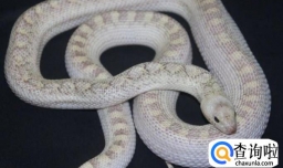 关于饲养宠物蛇的八个注意事项